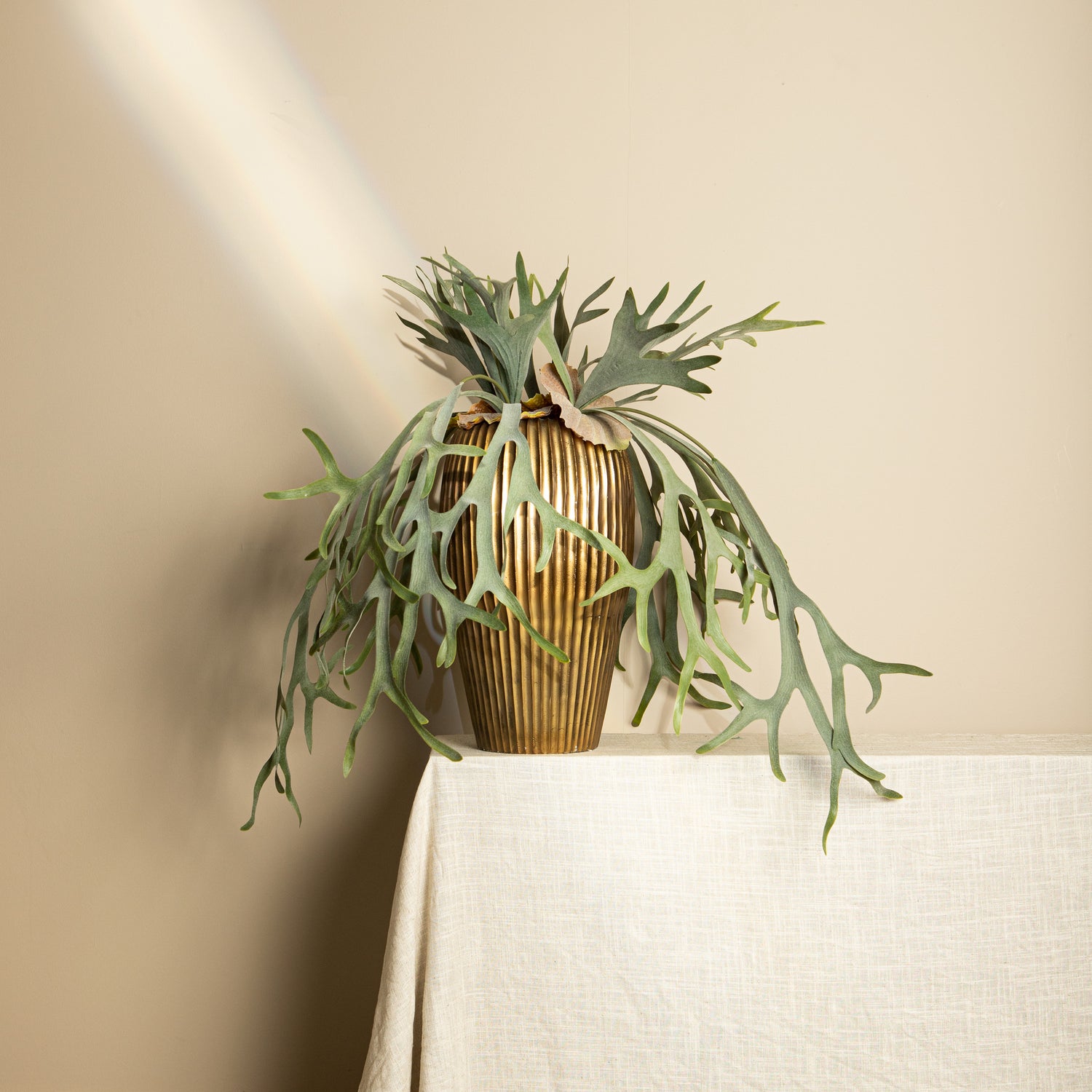 Leaves Plant Green Staghorn On Stem