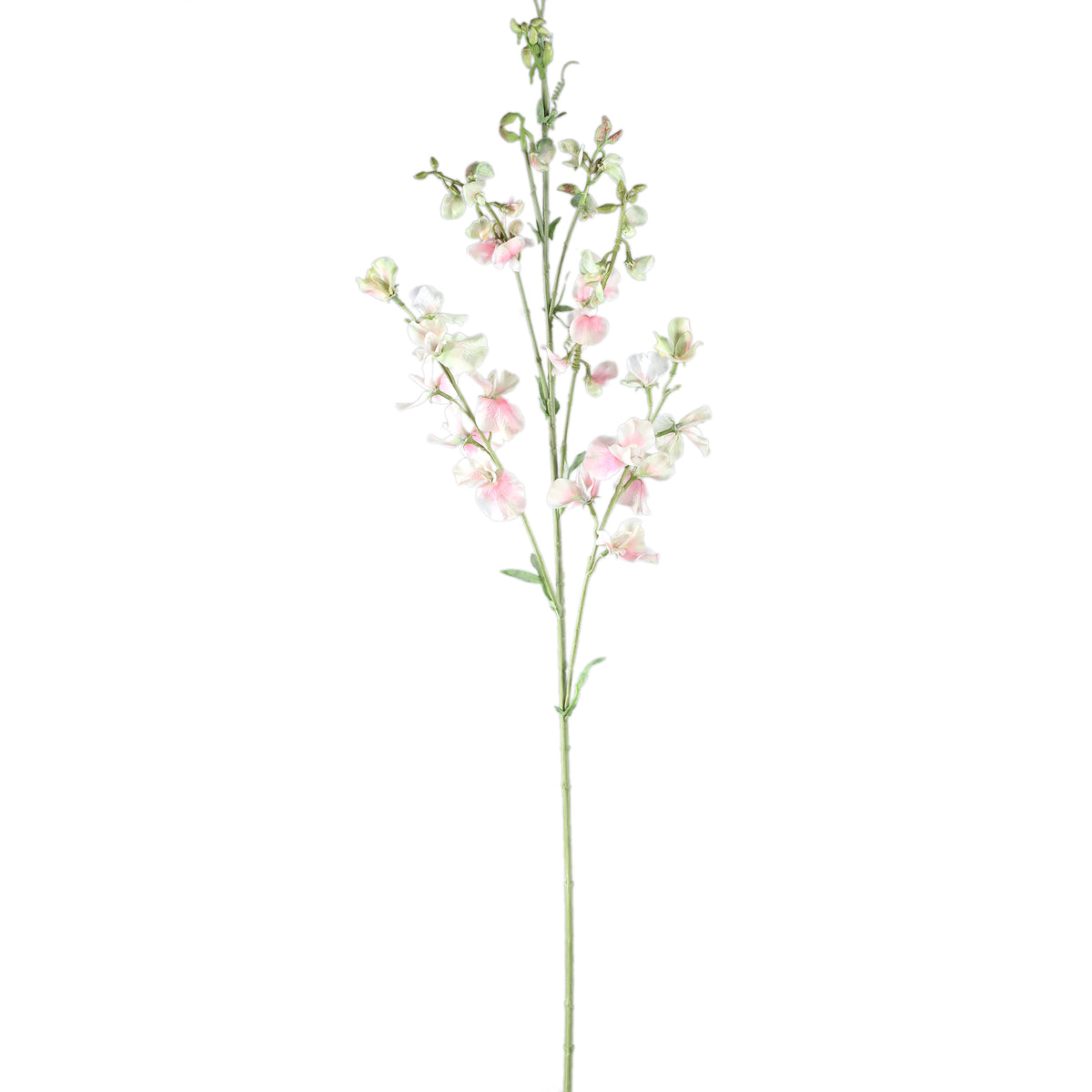 Garden Flower Cream Sweetpea Stem