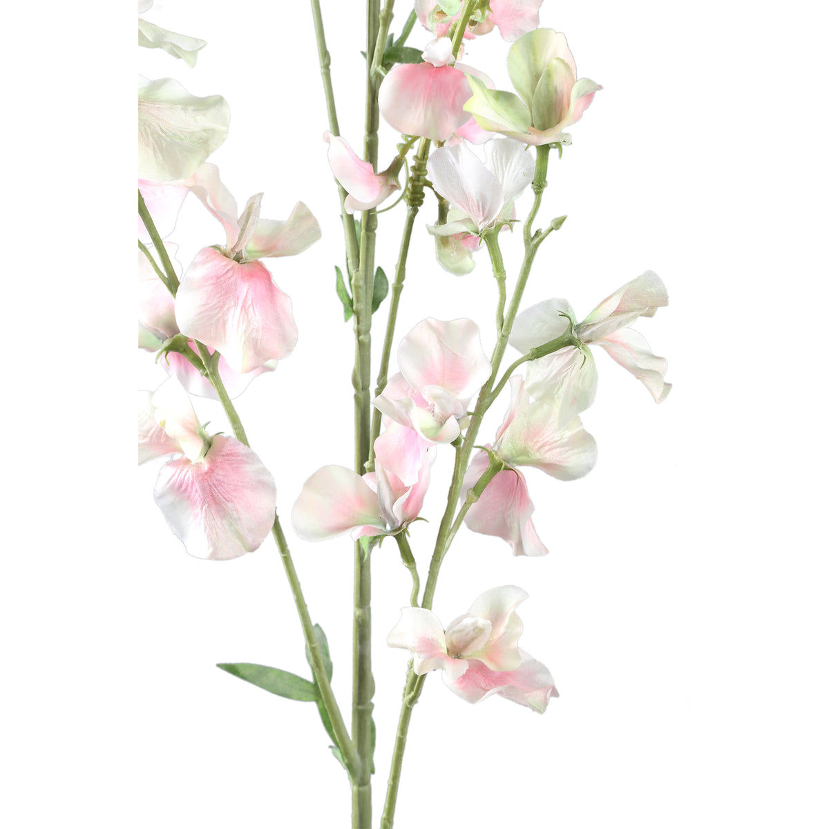 Garden Flower Cream Sweetpea Stem