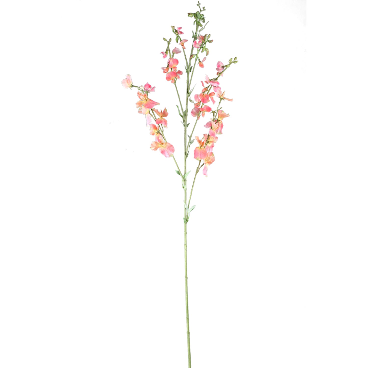 Garden Flower Pink Orange Sweetpea Stem