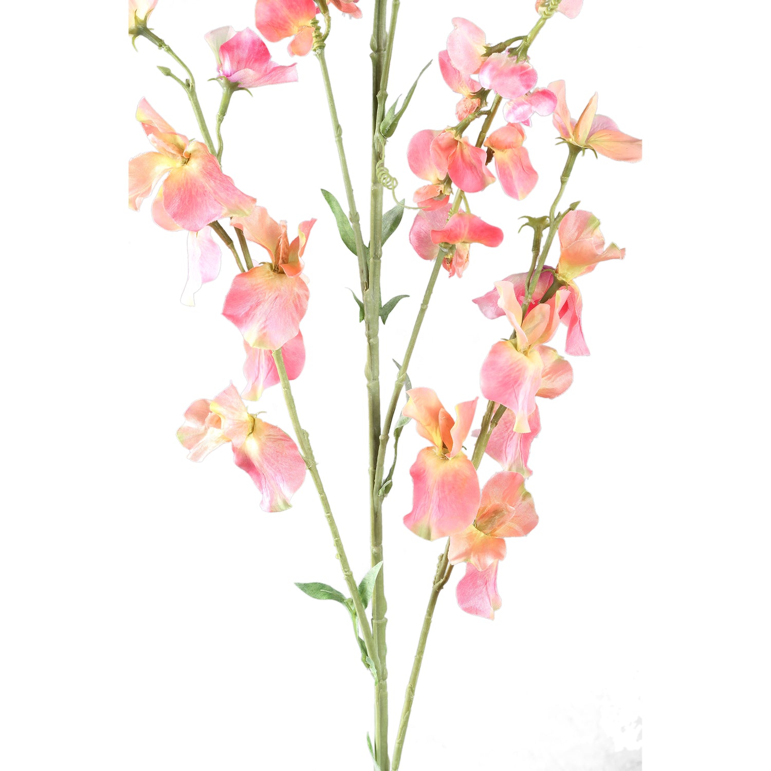 Garden Flower Pink Orange Sweetpea Stem