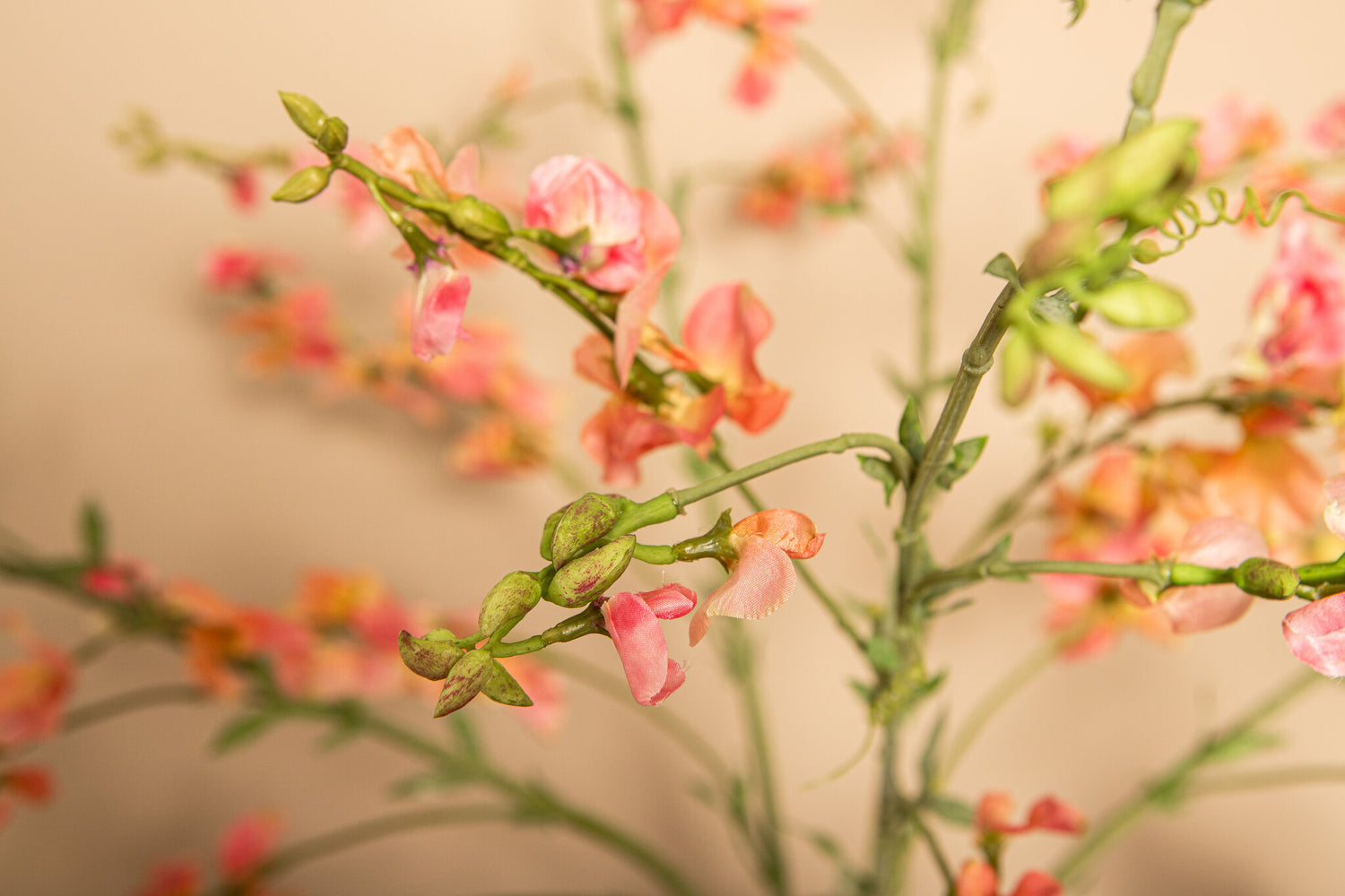 Garden Flower Pink Orange Sweetpea Stem