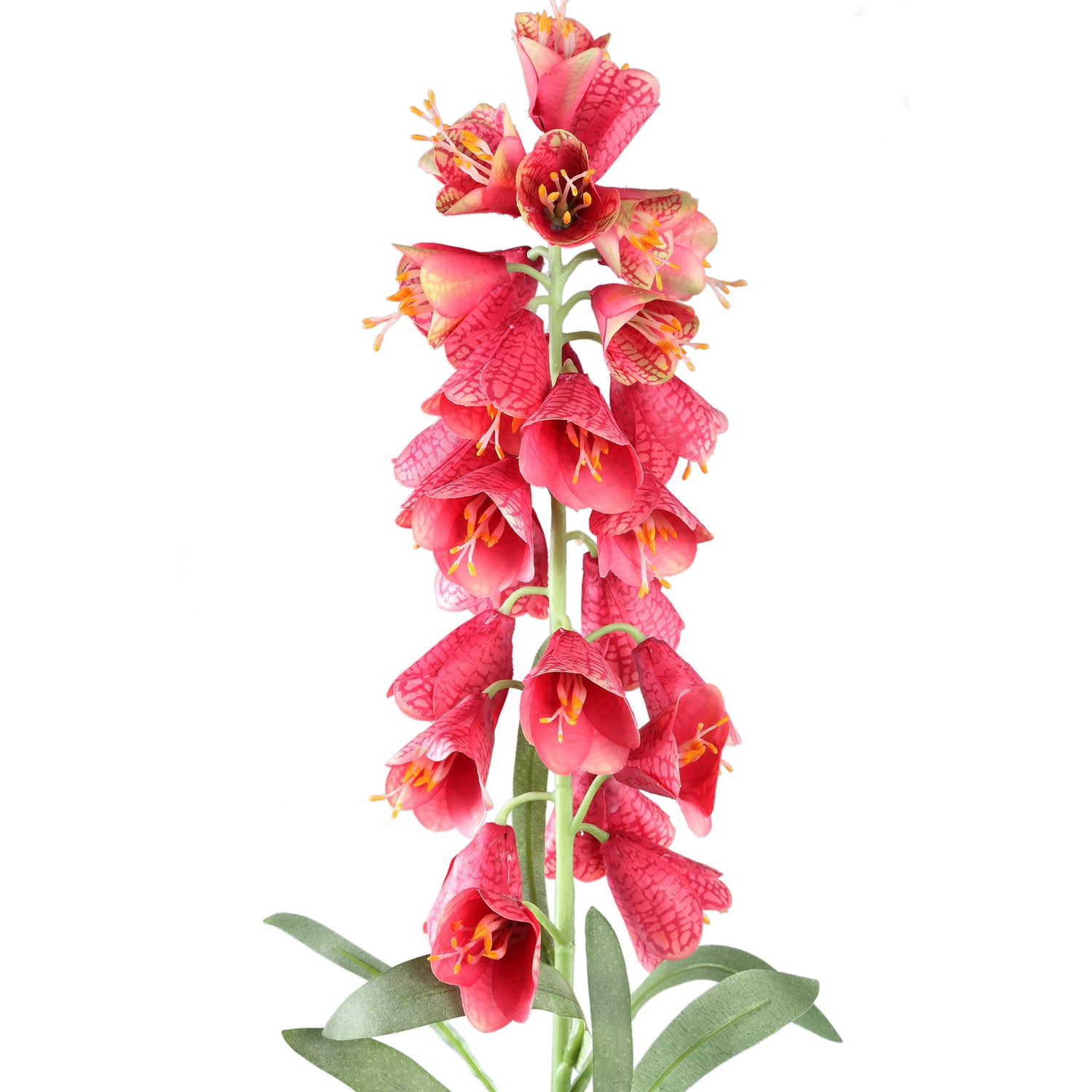 Garden Flower Red Fritillaria With Leaves