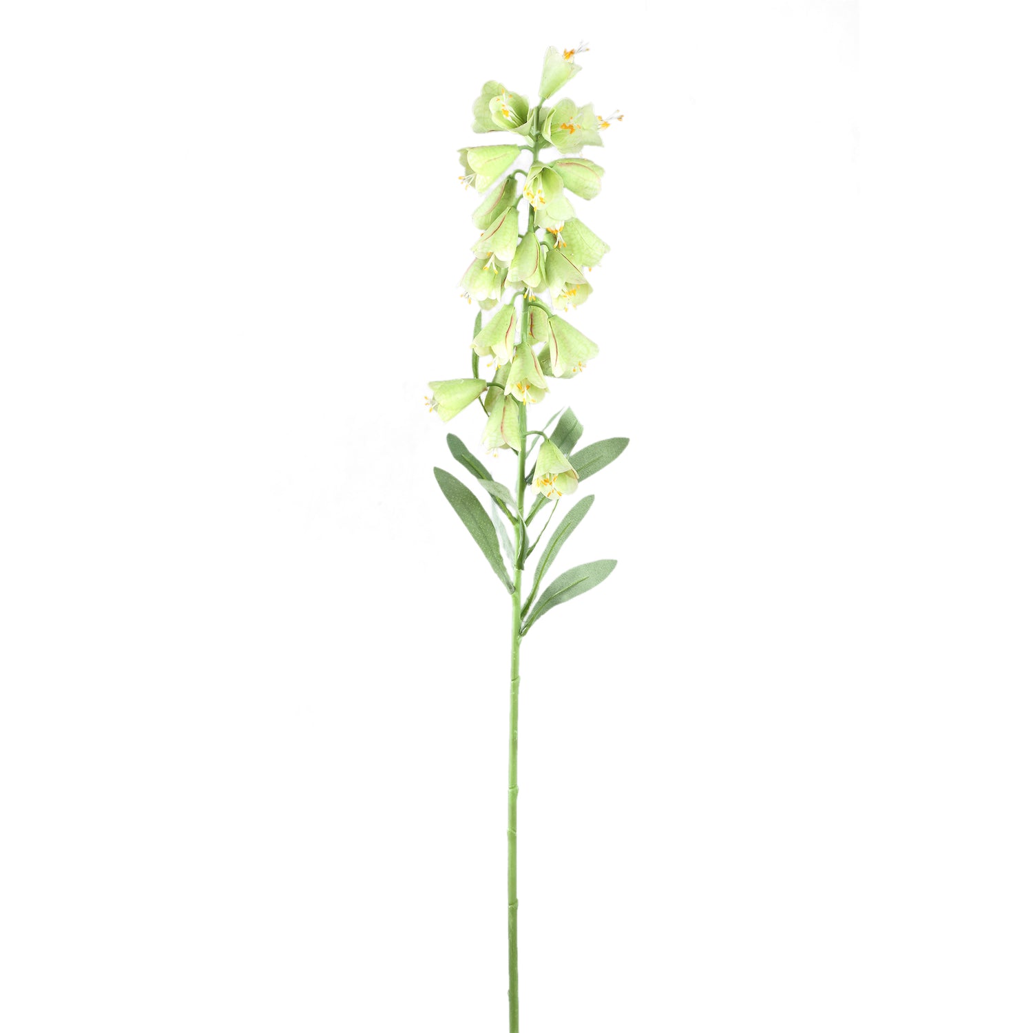 Garden Flower Green Fritillaria With Leaves