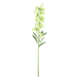 Garden Flower Green Fritillaria With Leaves