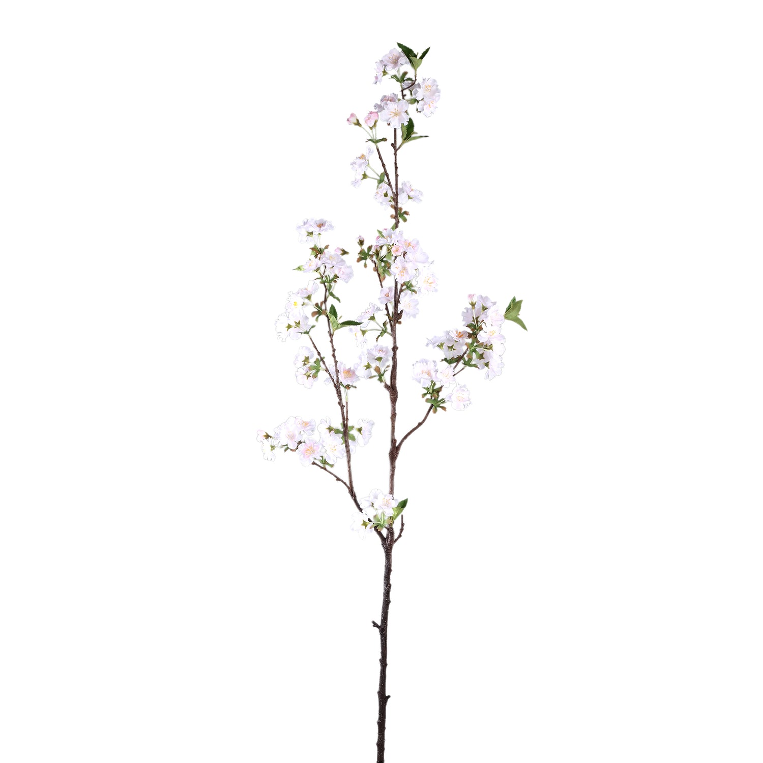 Blossom Flower White Plum Blossom Spray High