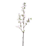 Blossom Flower White Plum Blossom Spray High