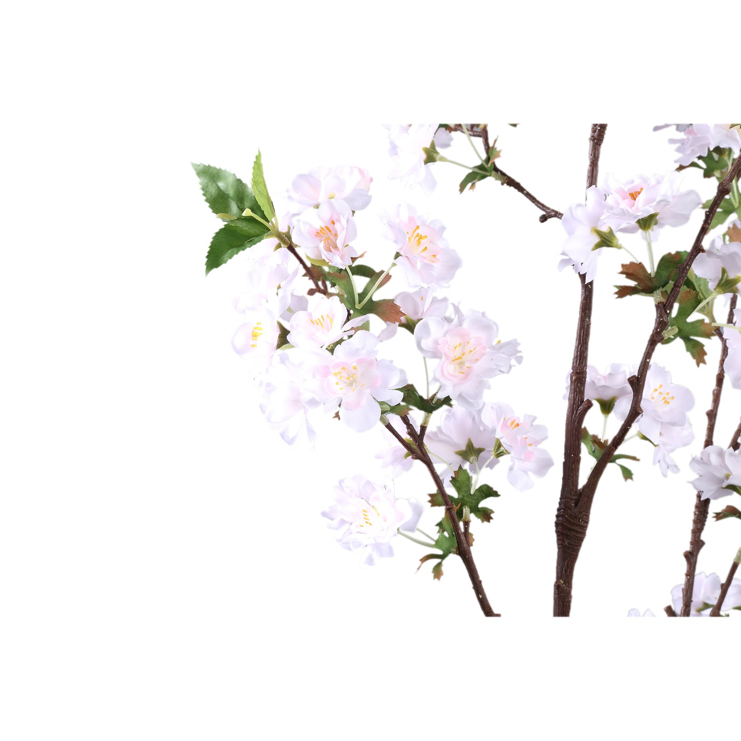 Blossom Flower White Plum Blossom Spray High