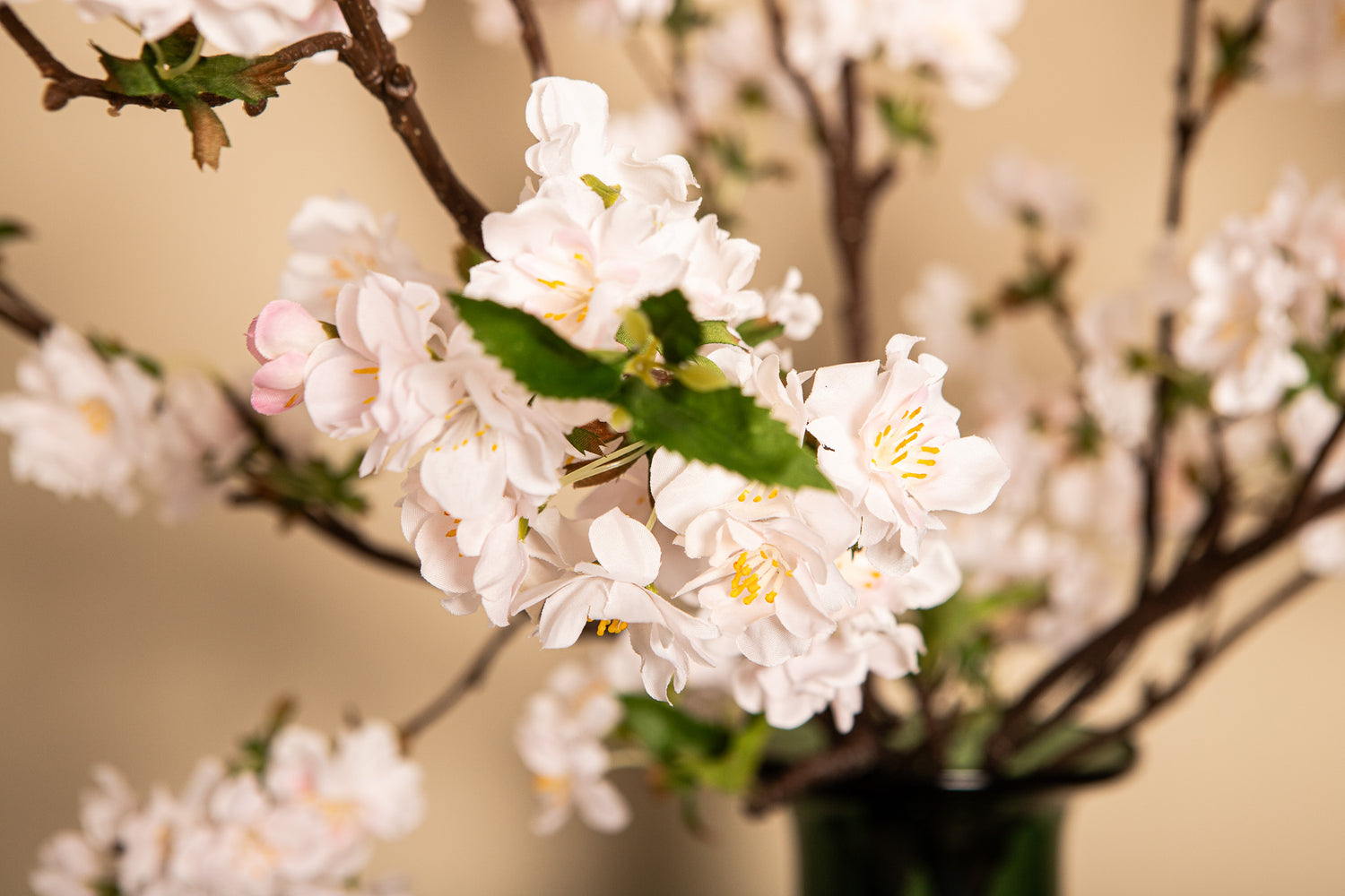 Blossom Flower White Plum Blossom Spray High
