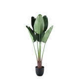 Tree Green Travellers Palm 6 Leaves In Plastic Pot