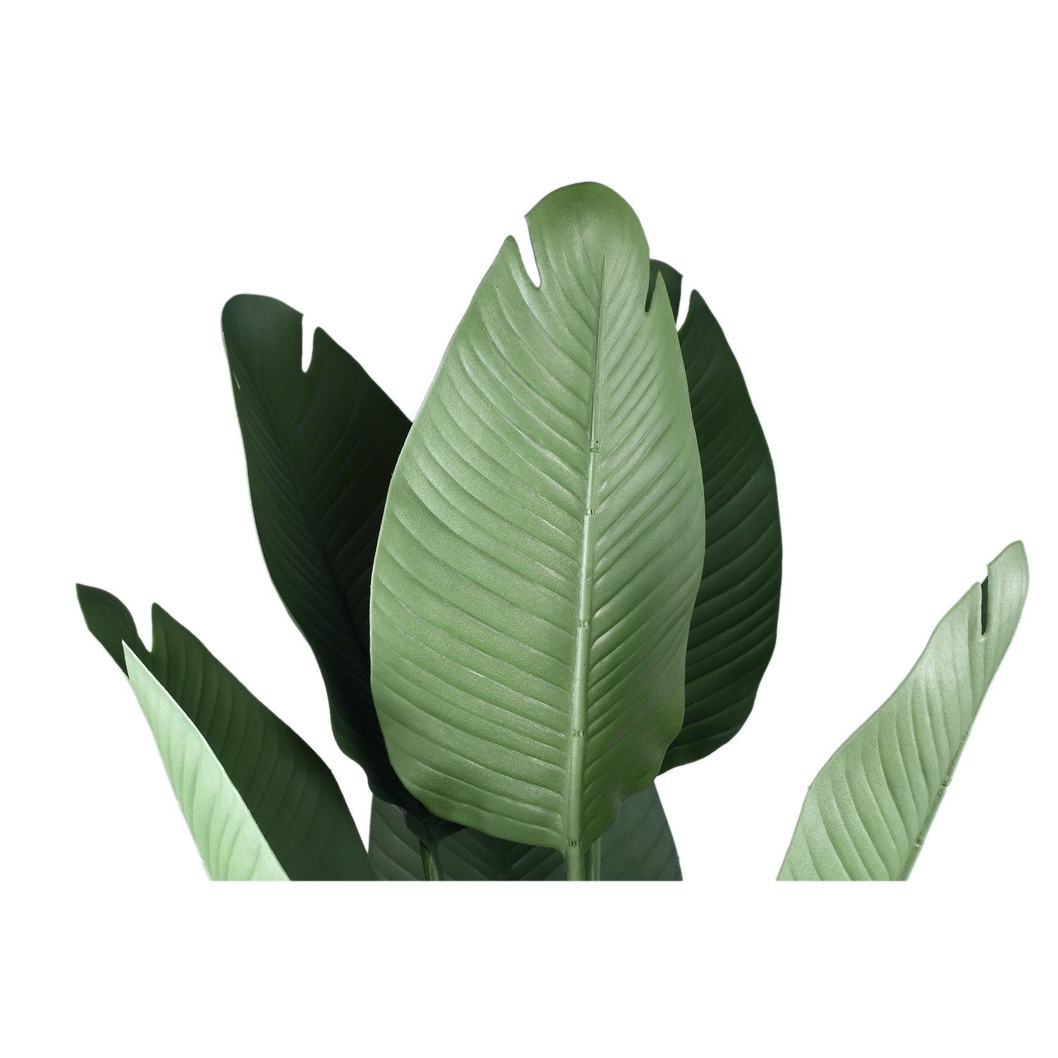 Tree Green Travellers Palm 6 Leaves In Plastic Pot