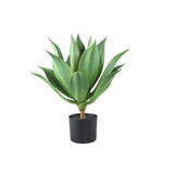 Leaves Plant Green Agave In Plastic Pot