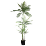 Tree Green Palm Tree In Black Pot