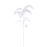 Leaves Plant White Magnolia Leaf Spray Hairy