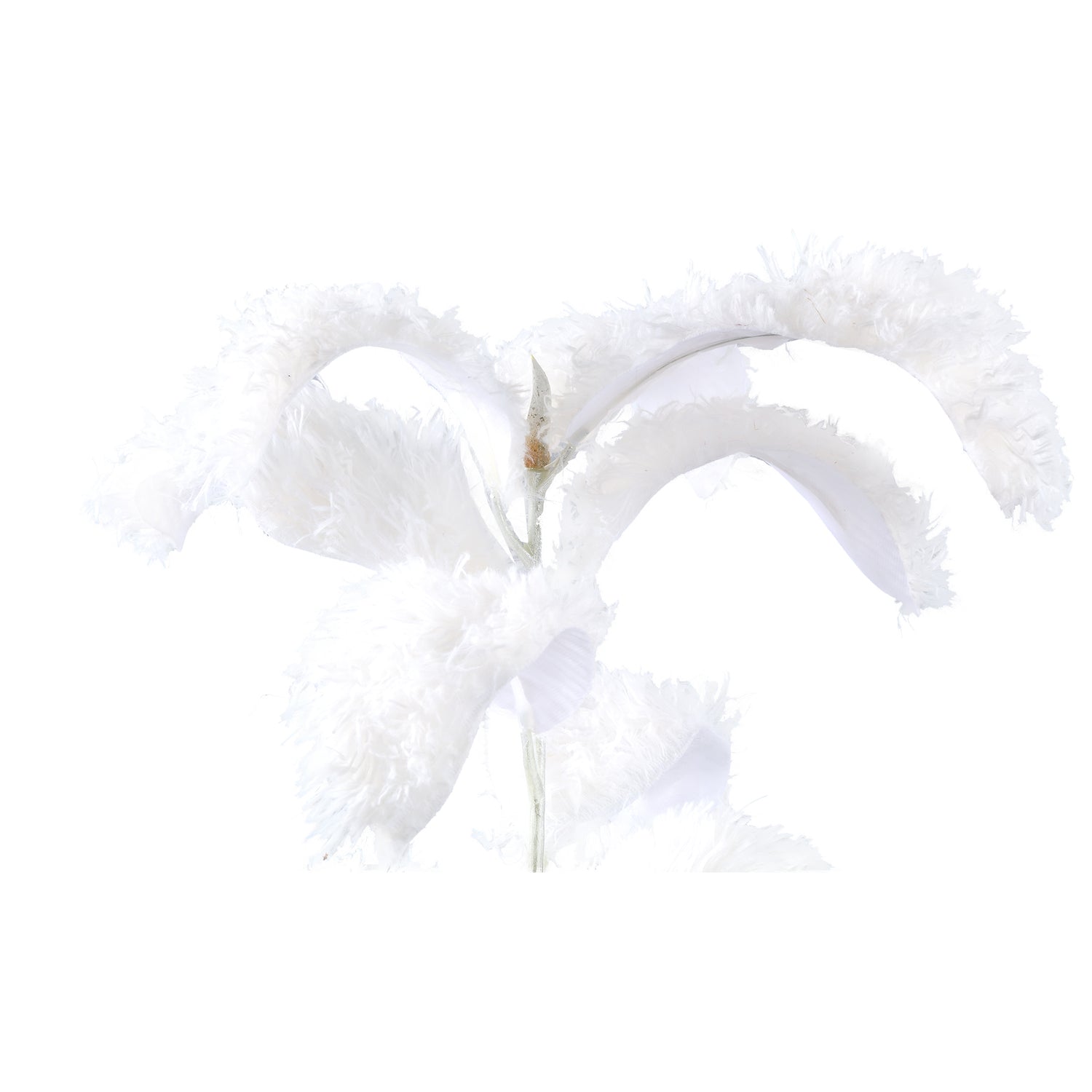 Leaves Plant White Magnolia Leaf Spray Hairy