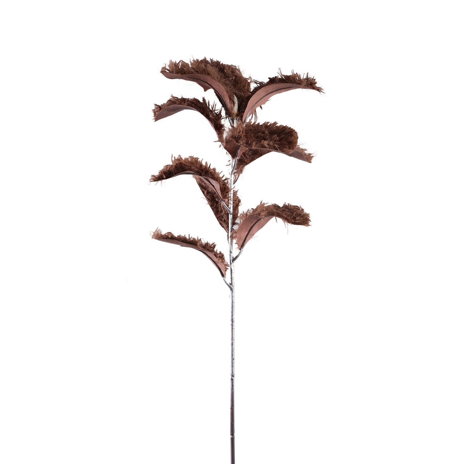 Leaves Plant Brown Magnolia Leaf Spray Hairy