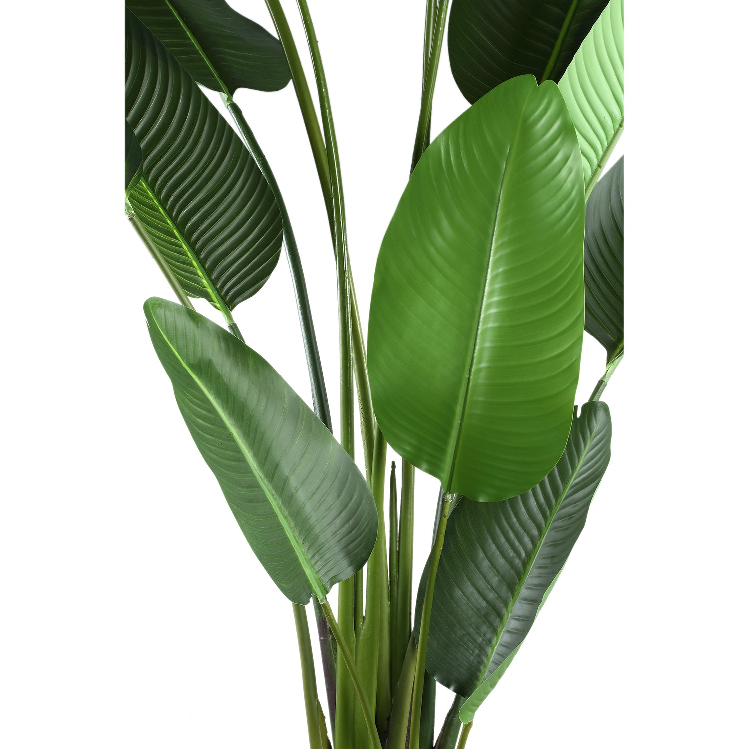 Leaves Plant Green PE Real Touch Strelitzia XL