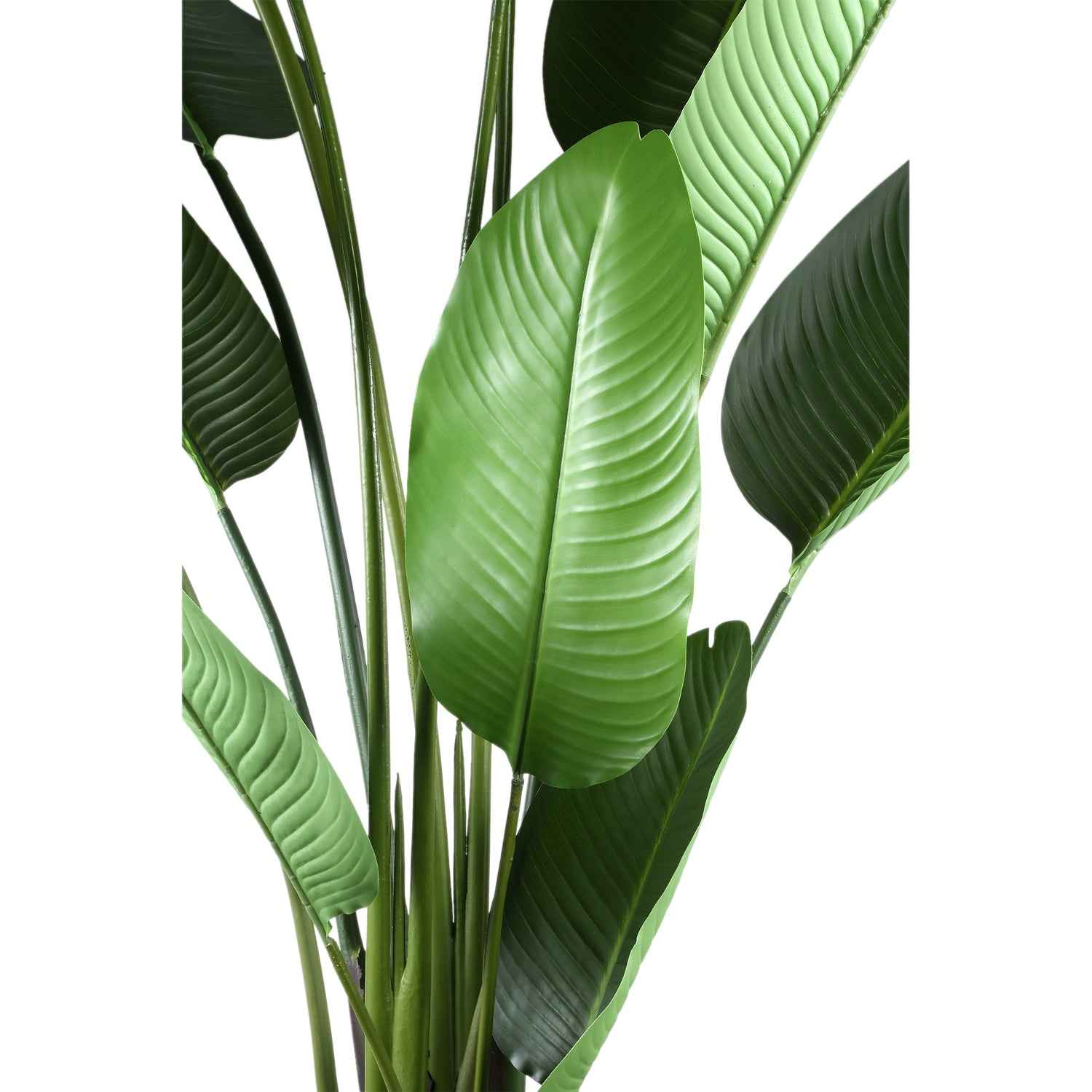 Leaves Plant Green PE Real Touch Strelitzia L