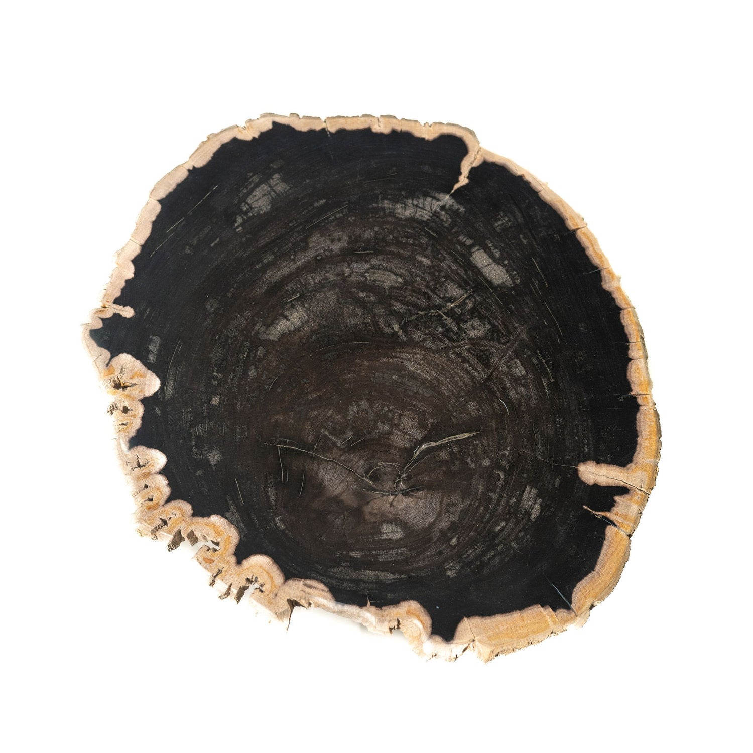 Jisse Black Petrified Wood Sidetable Twist Base