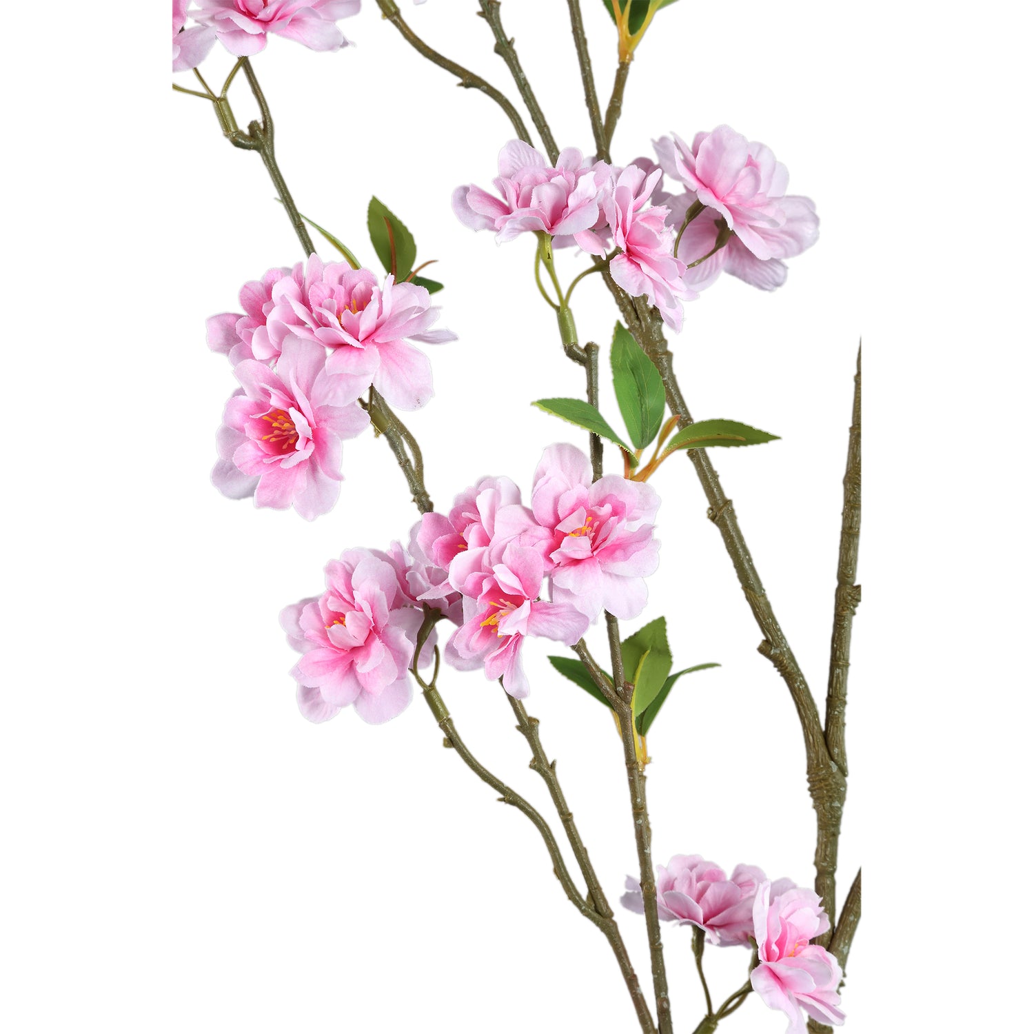 Blossom Flower Pink Blossom Spray