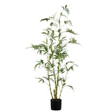 Tree Green Bamboo Tree In Pot