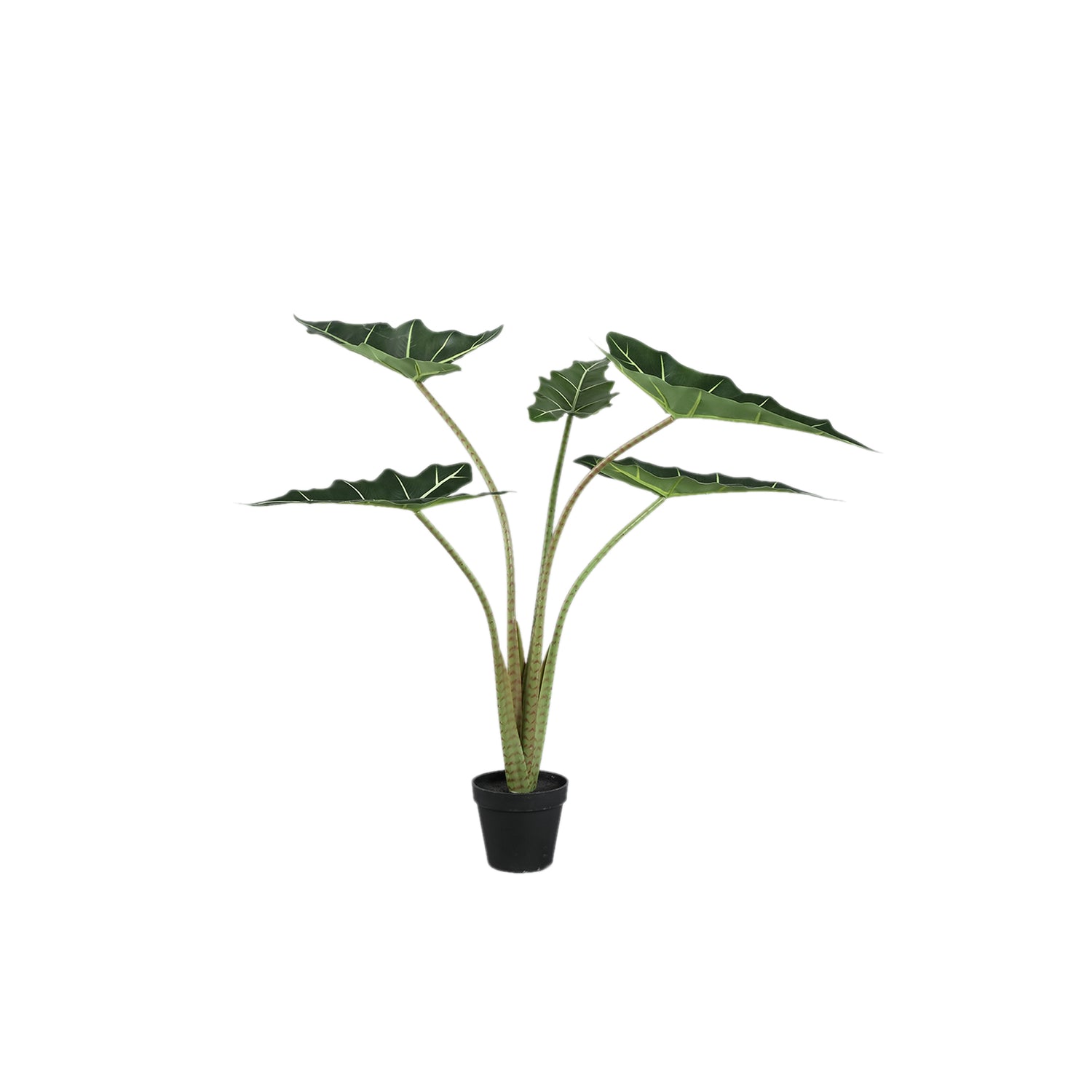 Leaves Plant Green Alocasia Plant In Pot S