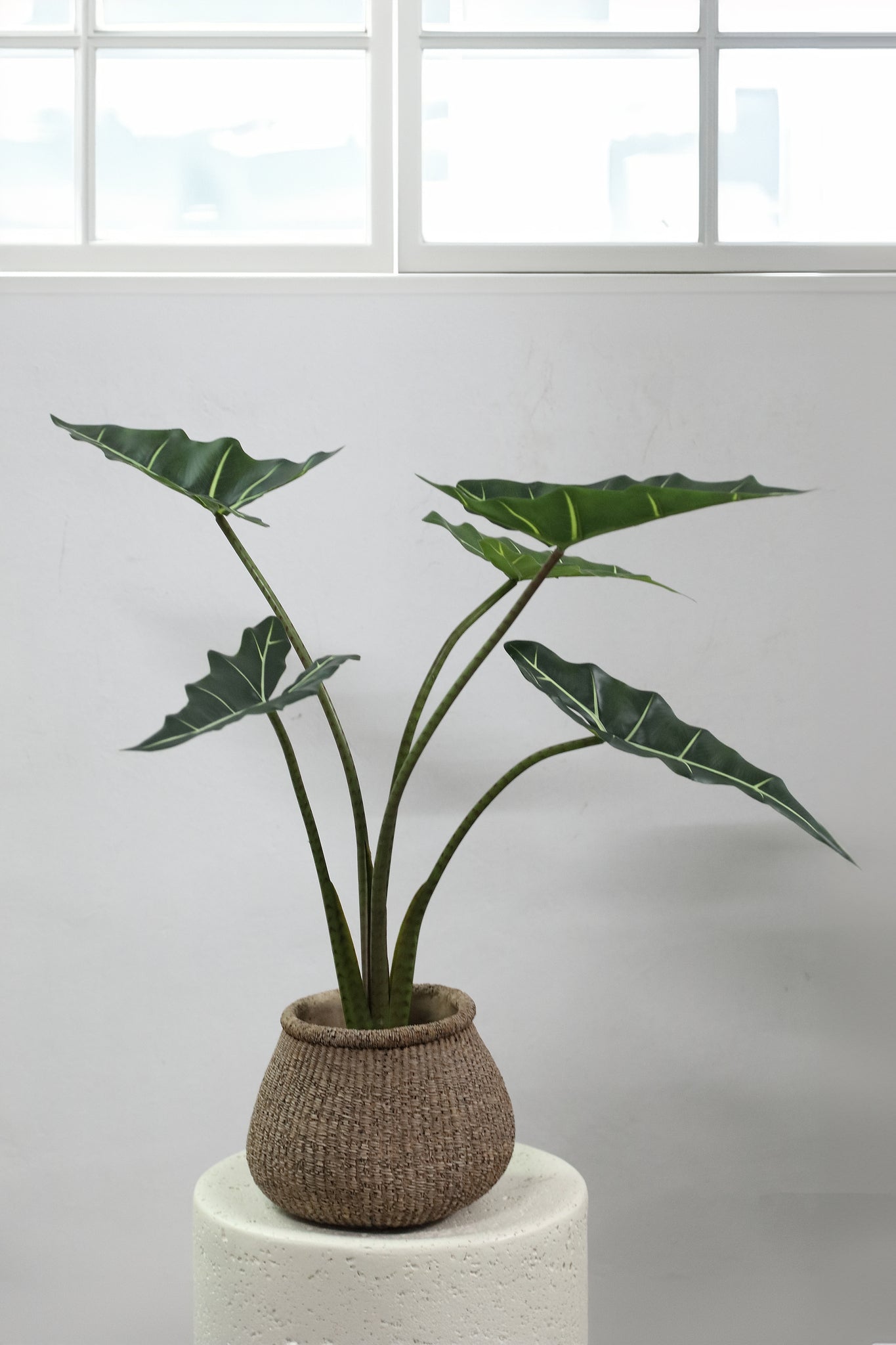 Leaves Plant Green Alocasia Plant In Pot S