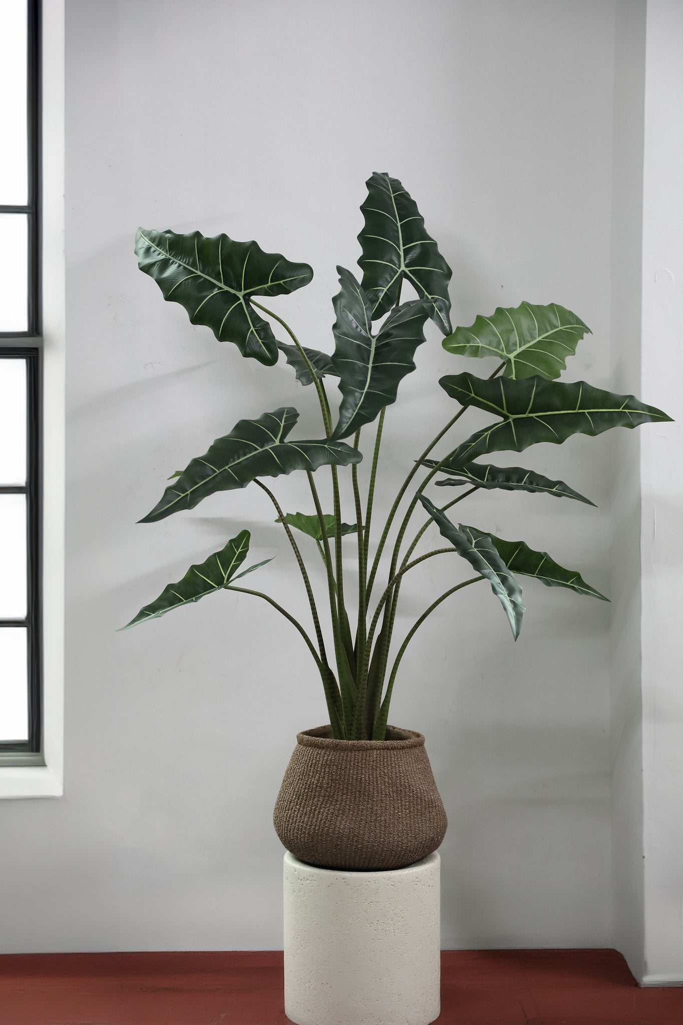 Leaves Plant Green Alocasia Plant In Pot L