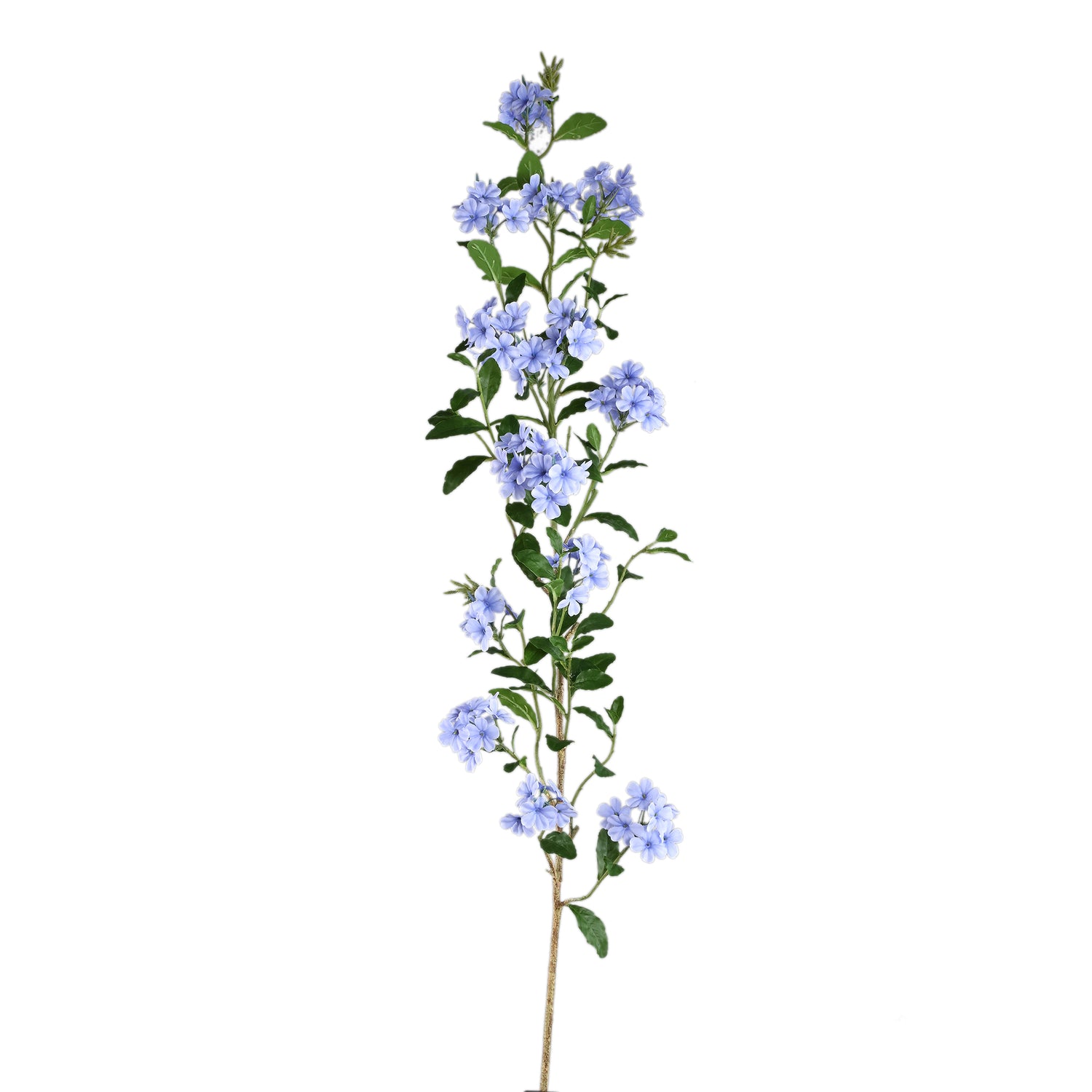 Garden Flower Blue Plumbago Twig With Leaves