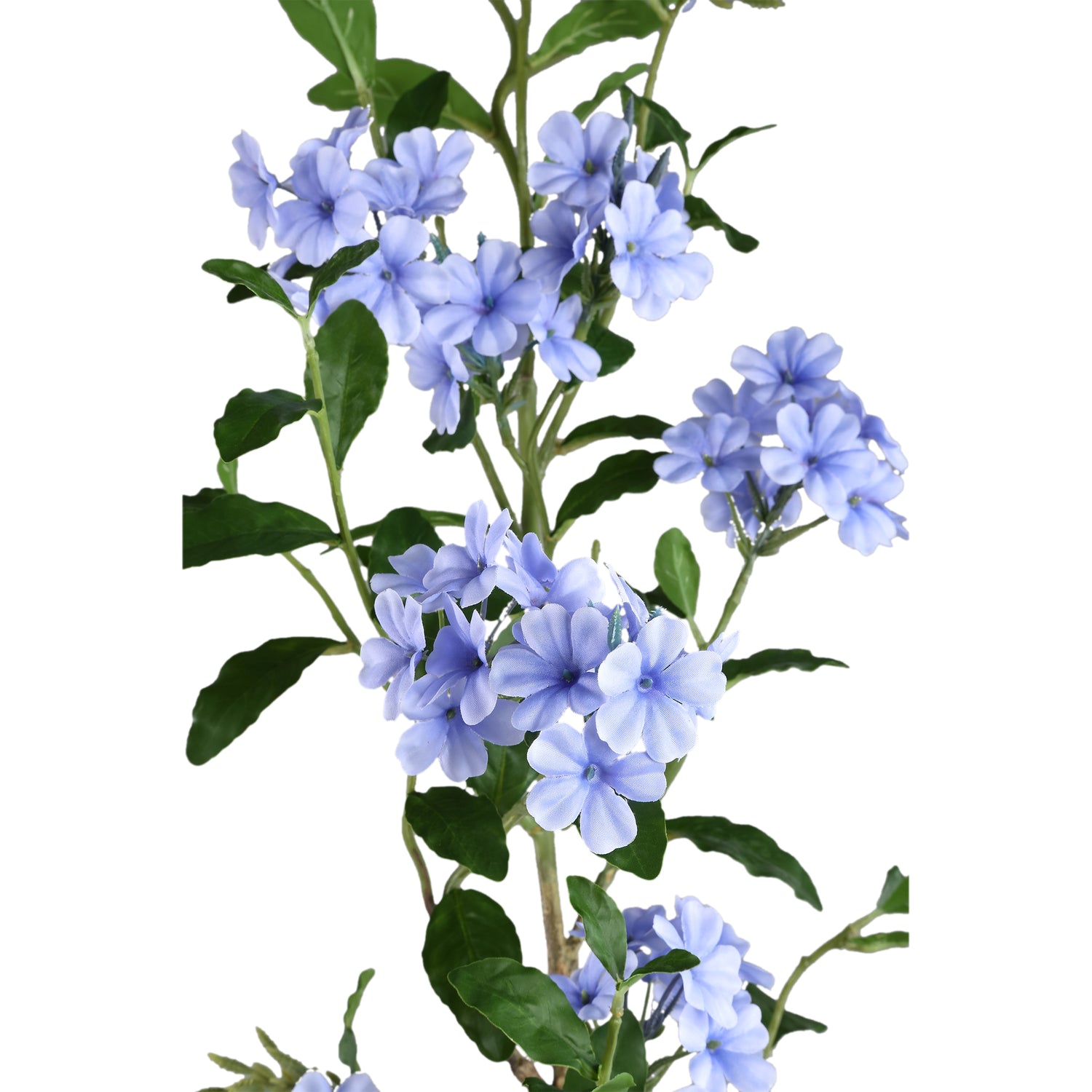 Garden Flower Blue Plumbago Twig With Leaves