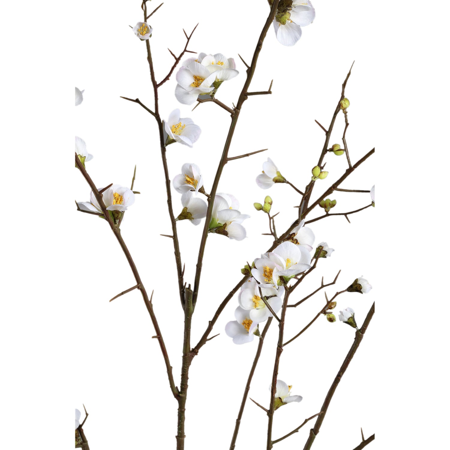 Blossom Flower White Cherry Blossom L