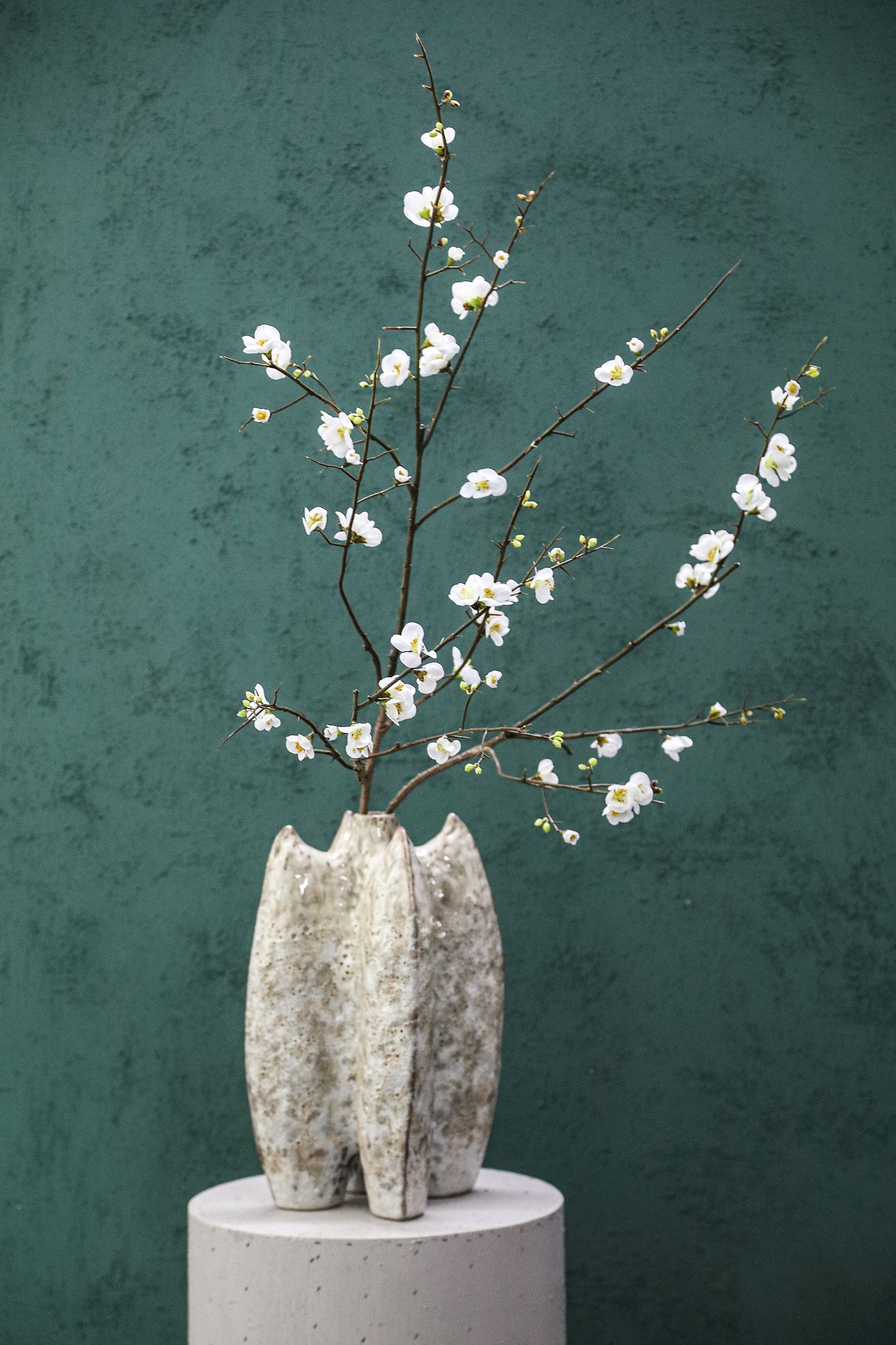 Blossom Flower White Cherry Blossom L