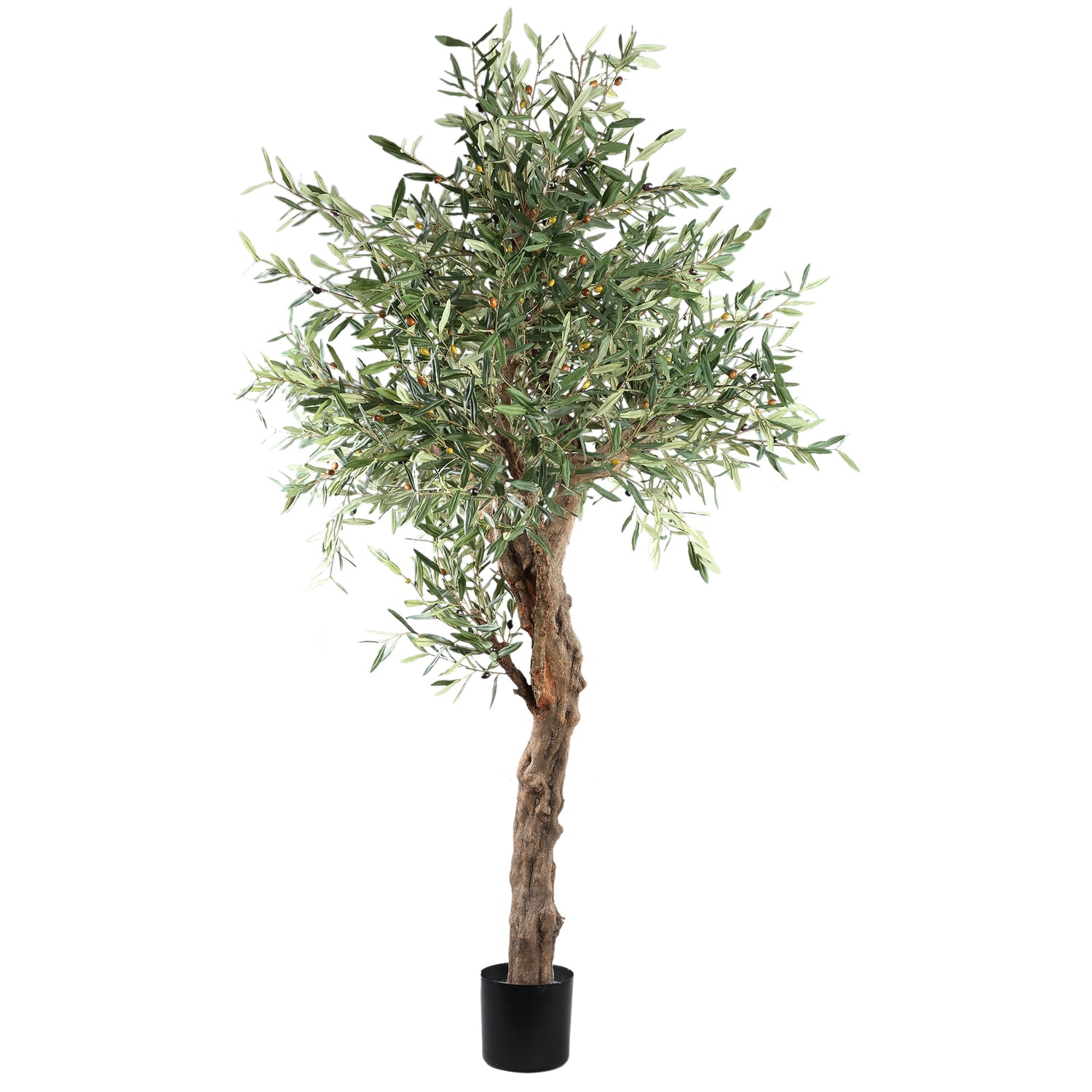 Tree Green Olive Tree In Pot 210cm