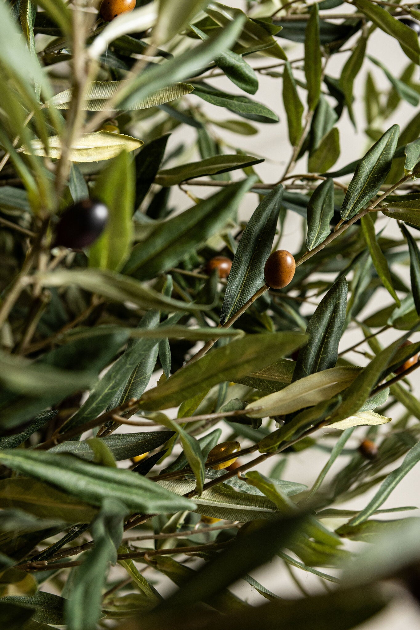Tree Green Olive Tree In Pot 210cm
