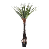 Tree Green Pandanus Tree In Pot 210cm