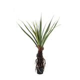 Tree Green Pandanus Tree In Pot 150cm