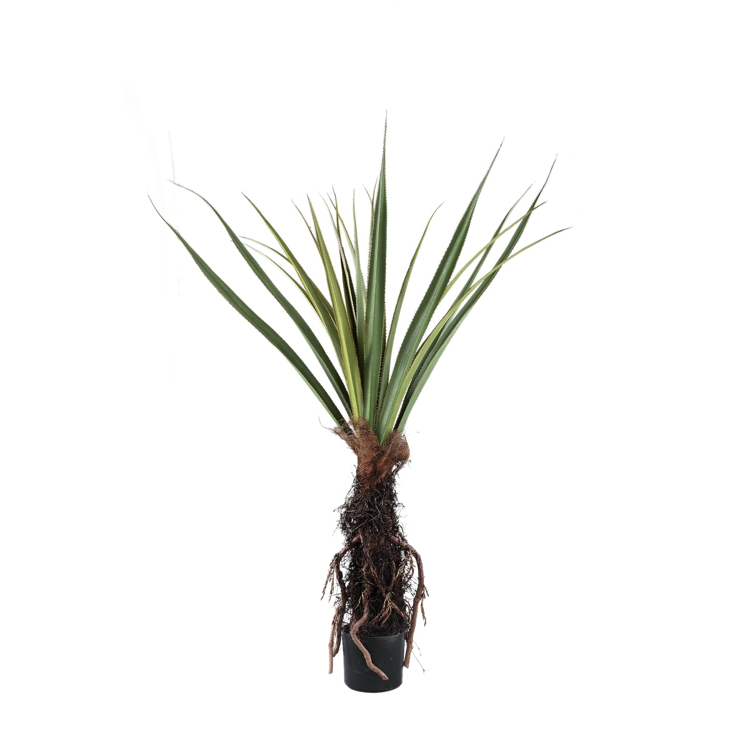 Tree Green Pandanus Tree In Pot 150cm