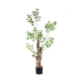 Tree Green Triangularis Tree In Pot 180cm