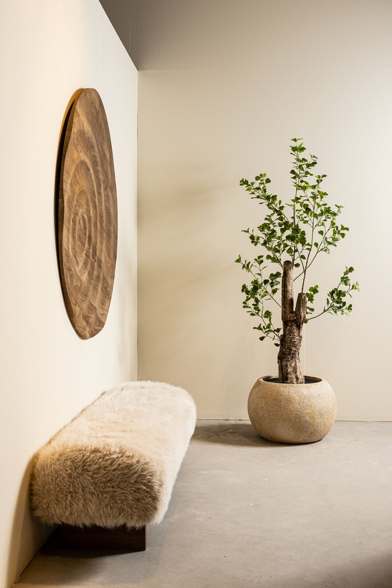 Tree Green Triangularis Tree In Pot 180cm