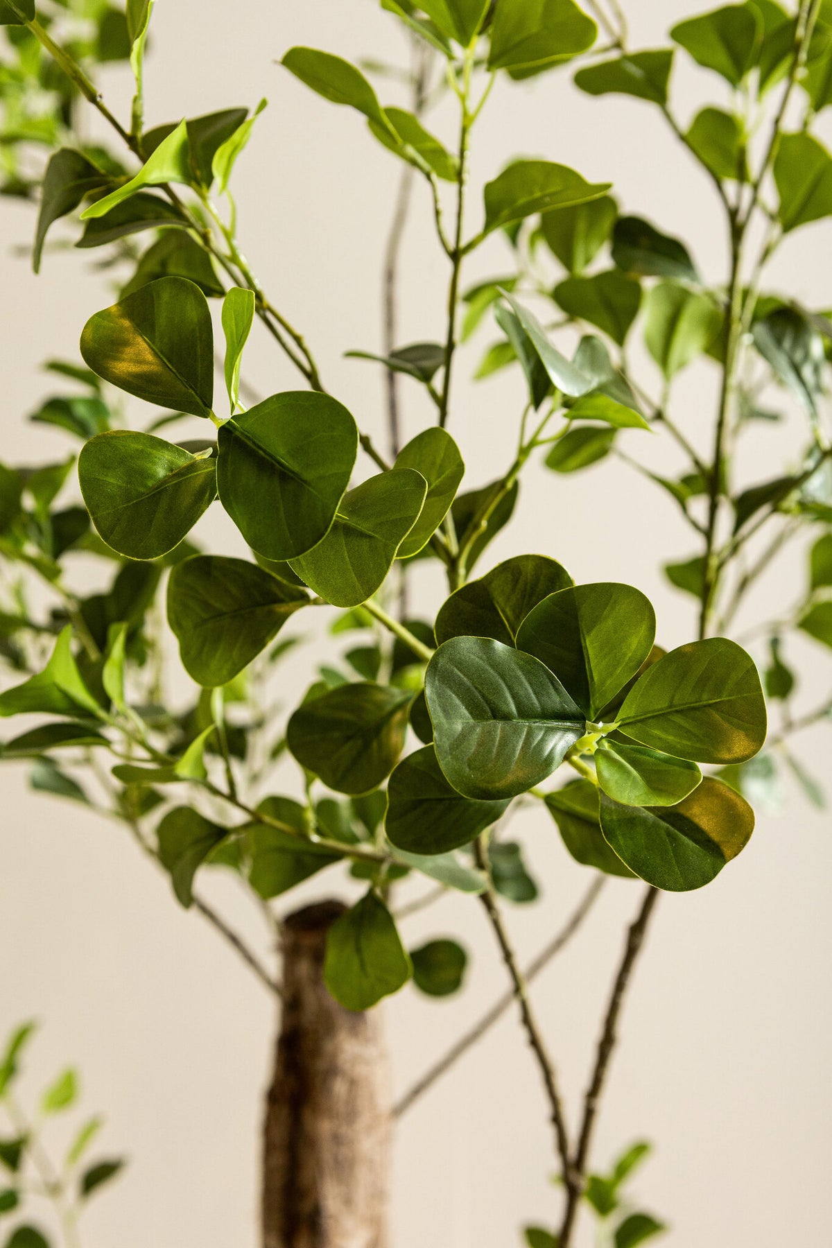 Tree Green Triangularis Tree In Pot 180cm