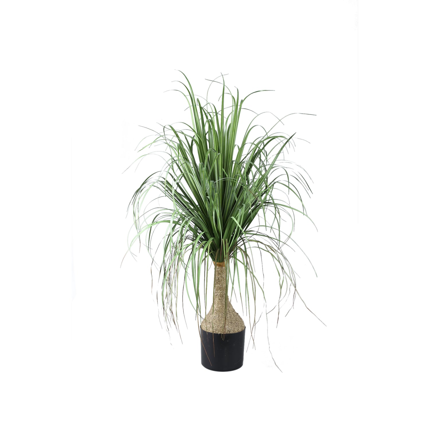 Leaves Plant Green Onion Grass On Coconut Tree A