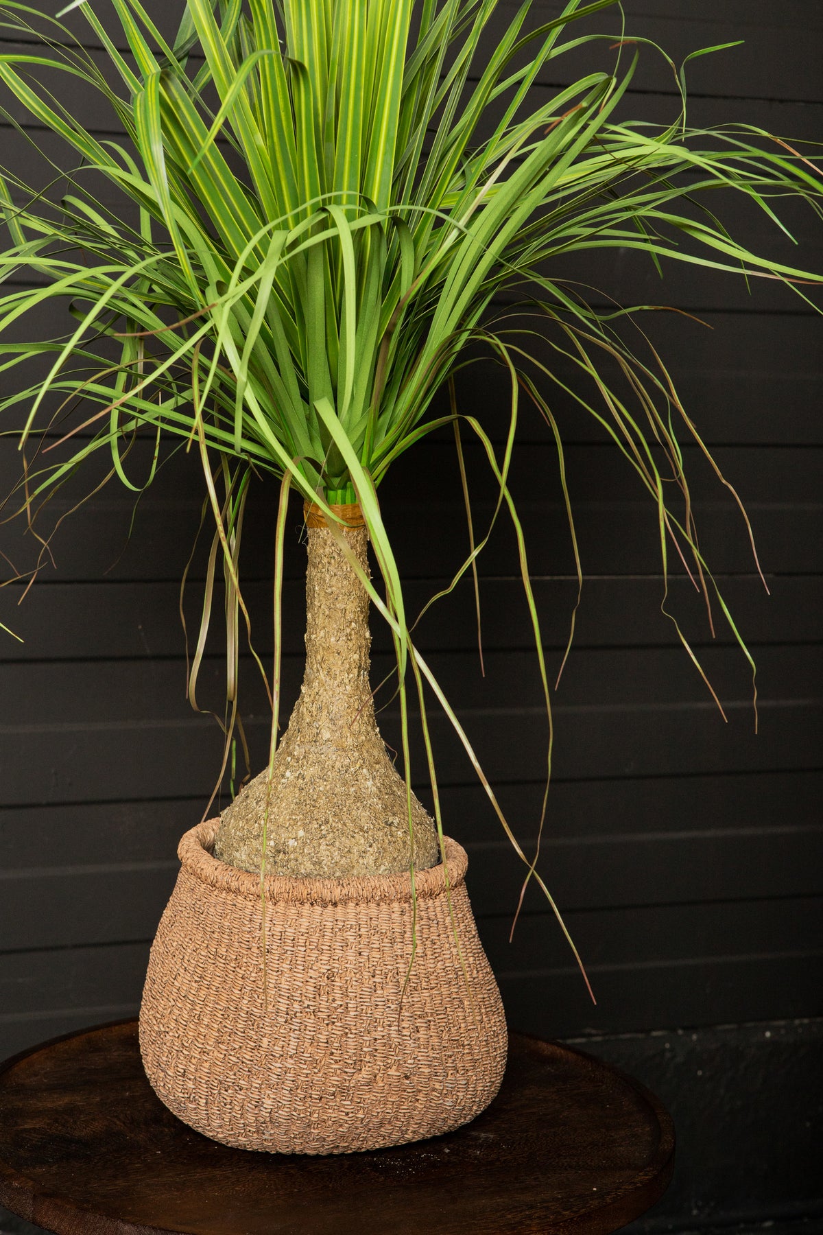 Leaves Plant Green Onion Grass On Coconut Tree A