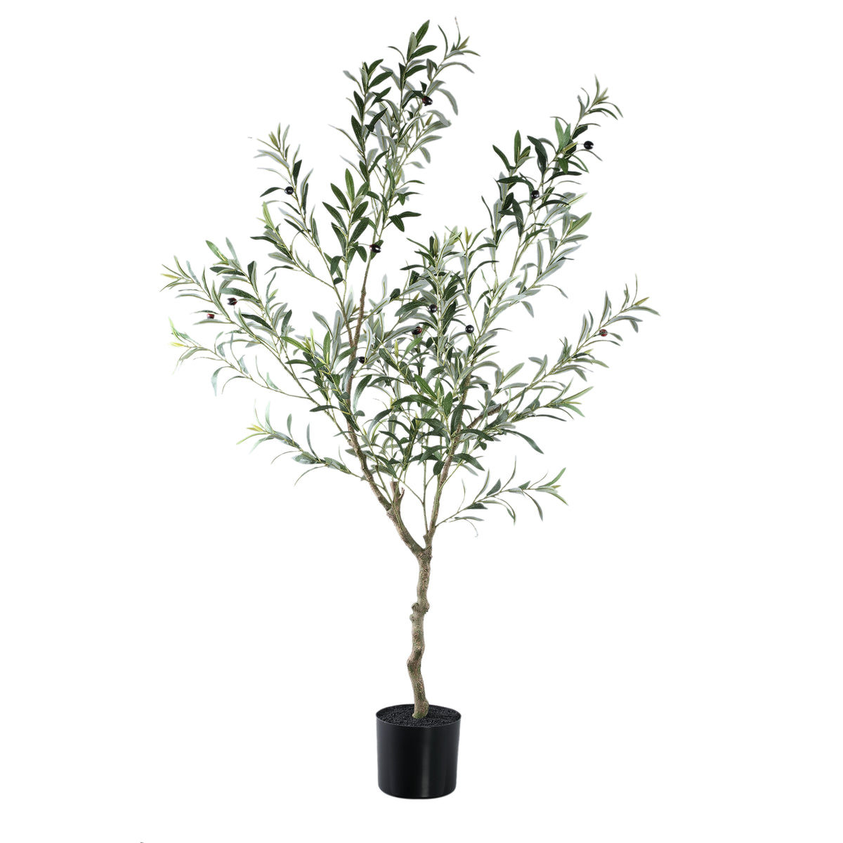 Tree Green Olive Tree In Pot L