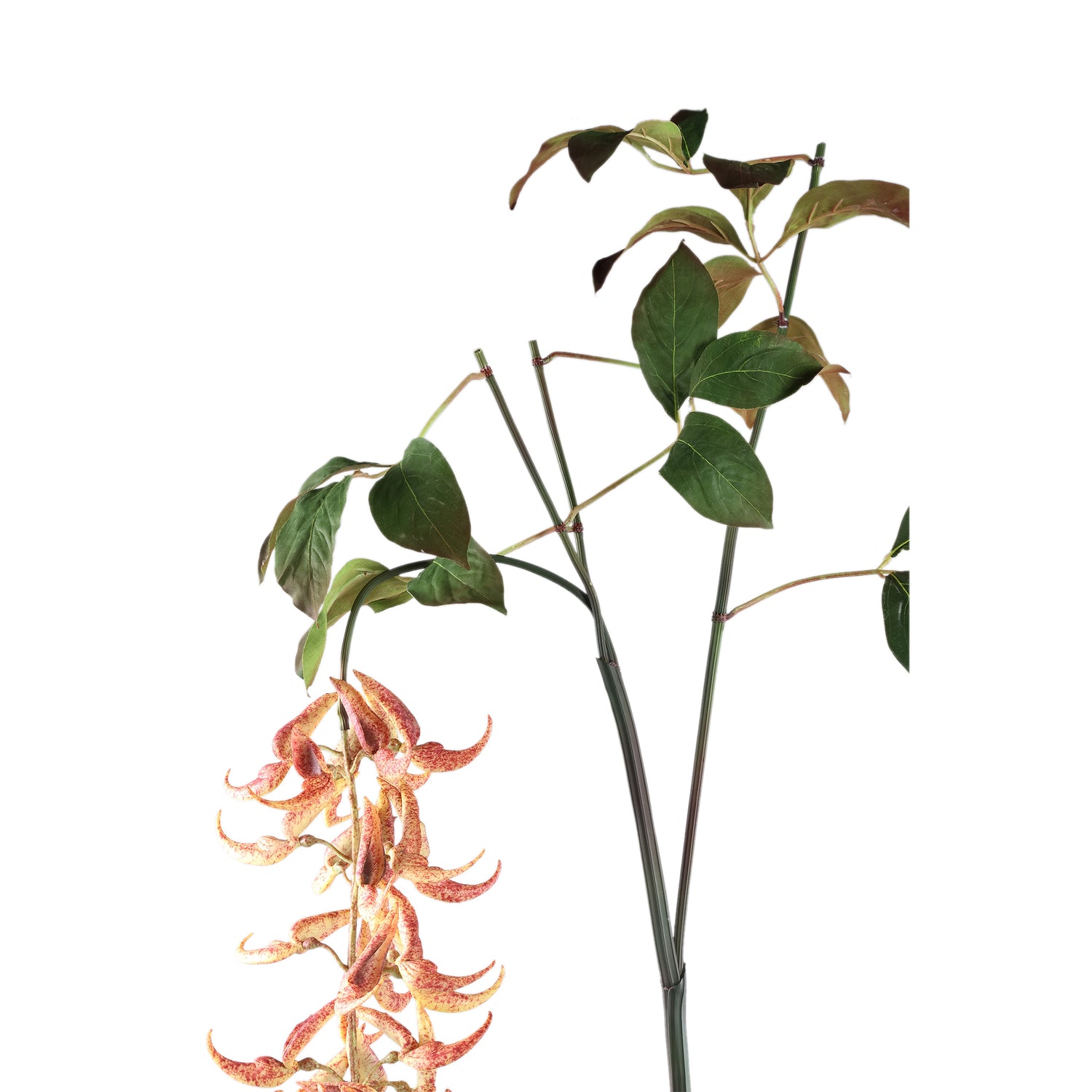 Leaves Plant Orange Strongylondon Spray