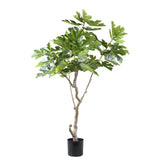 Tree Green Fig Tree In Pot L
