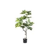 Tree Green Fig Tree In Pot S