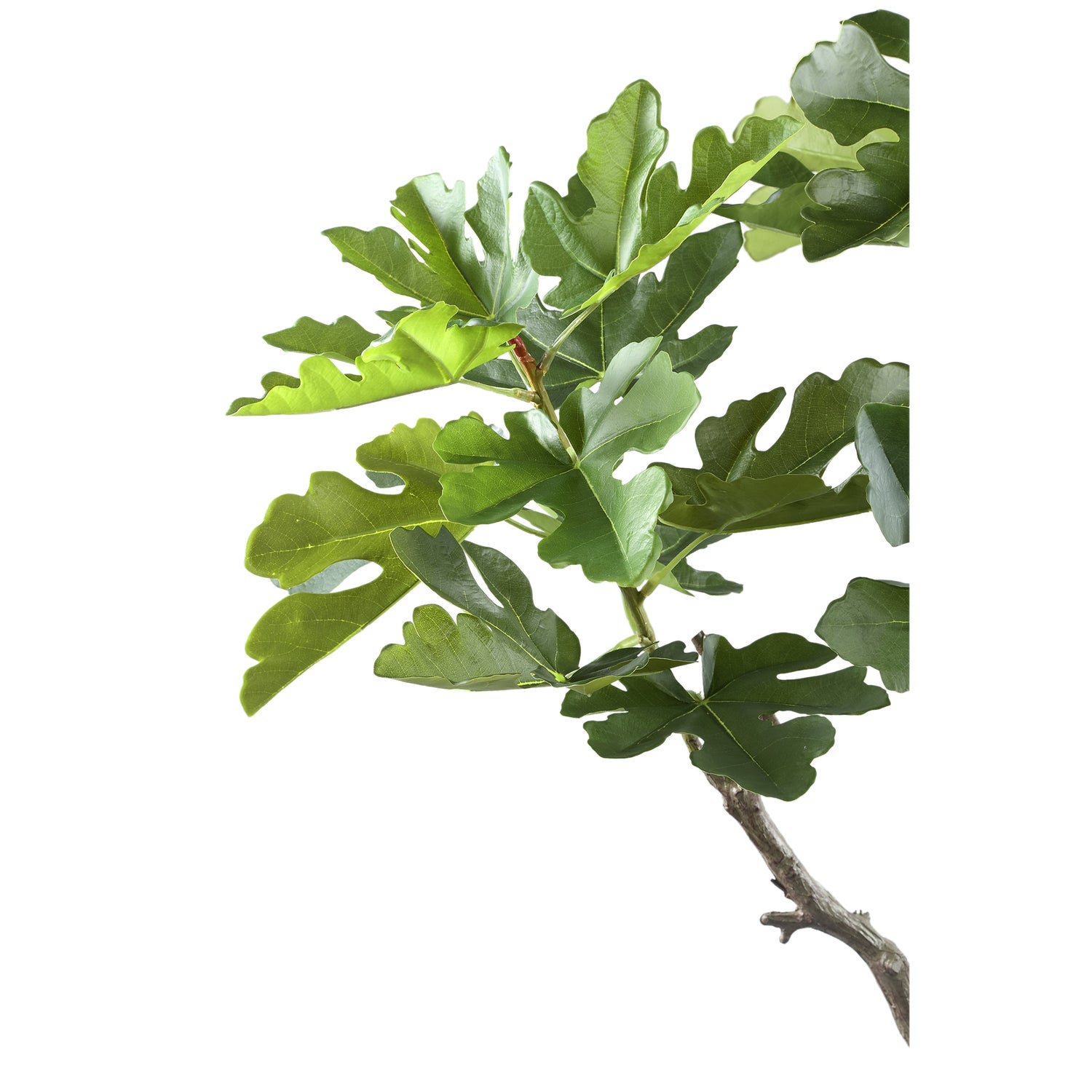 Tree Green Fig Tree In Pot S