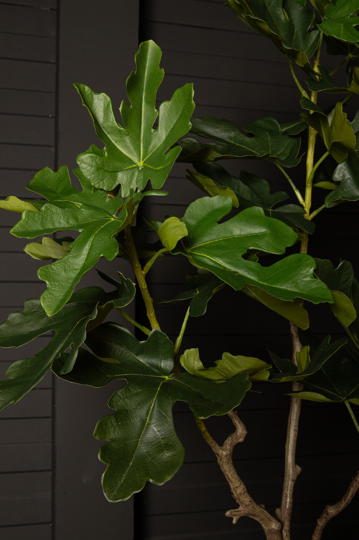 Tree Green Fig Tree In Pot S