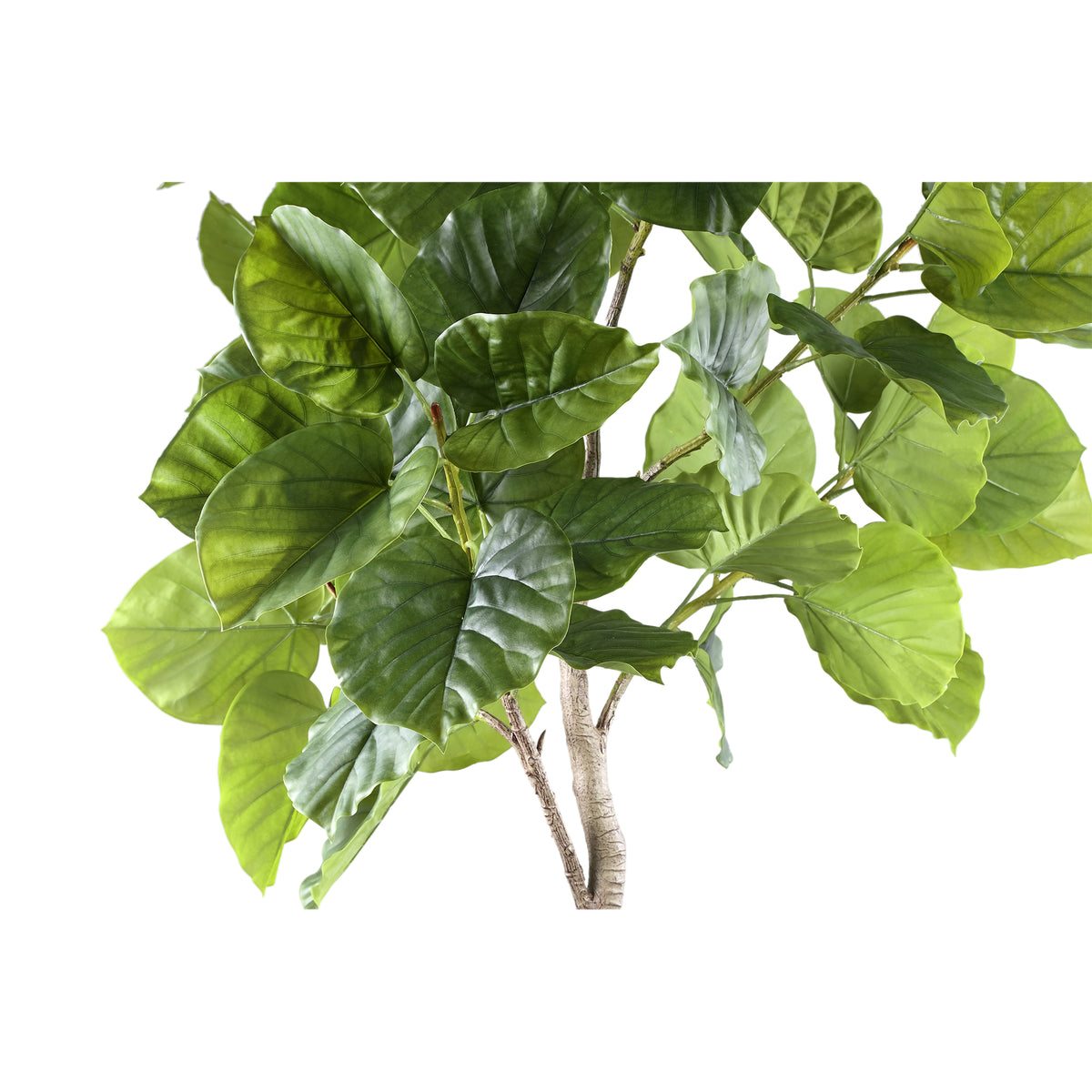 Tree Green Ficus Tree In Pot L