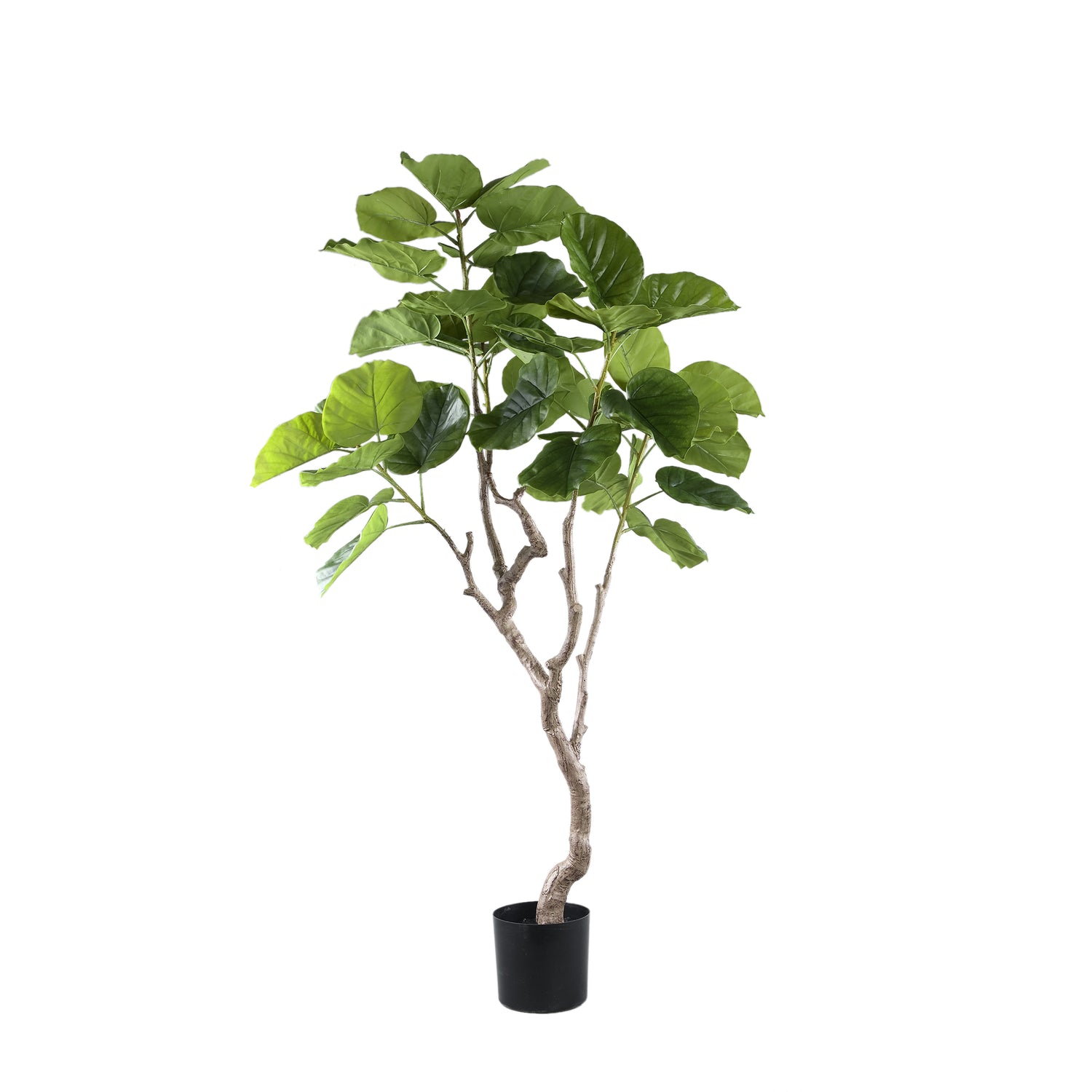 Tree Green Ficus Tree In Pot M